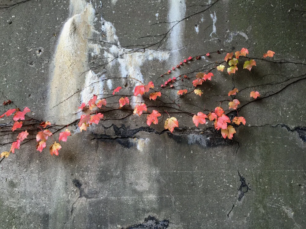 ivy_concrete_0418_1k.jpg