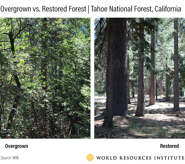 Overgrown vs. Restored.png