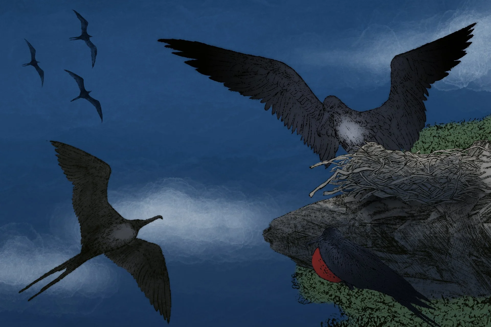 SCI--Extreme Animal Sleep-frigate-bird.jpg