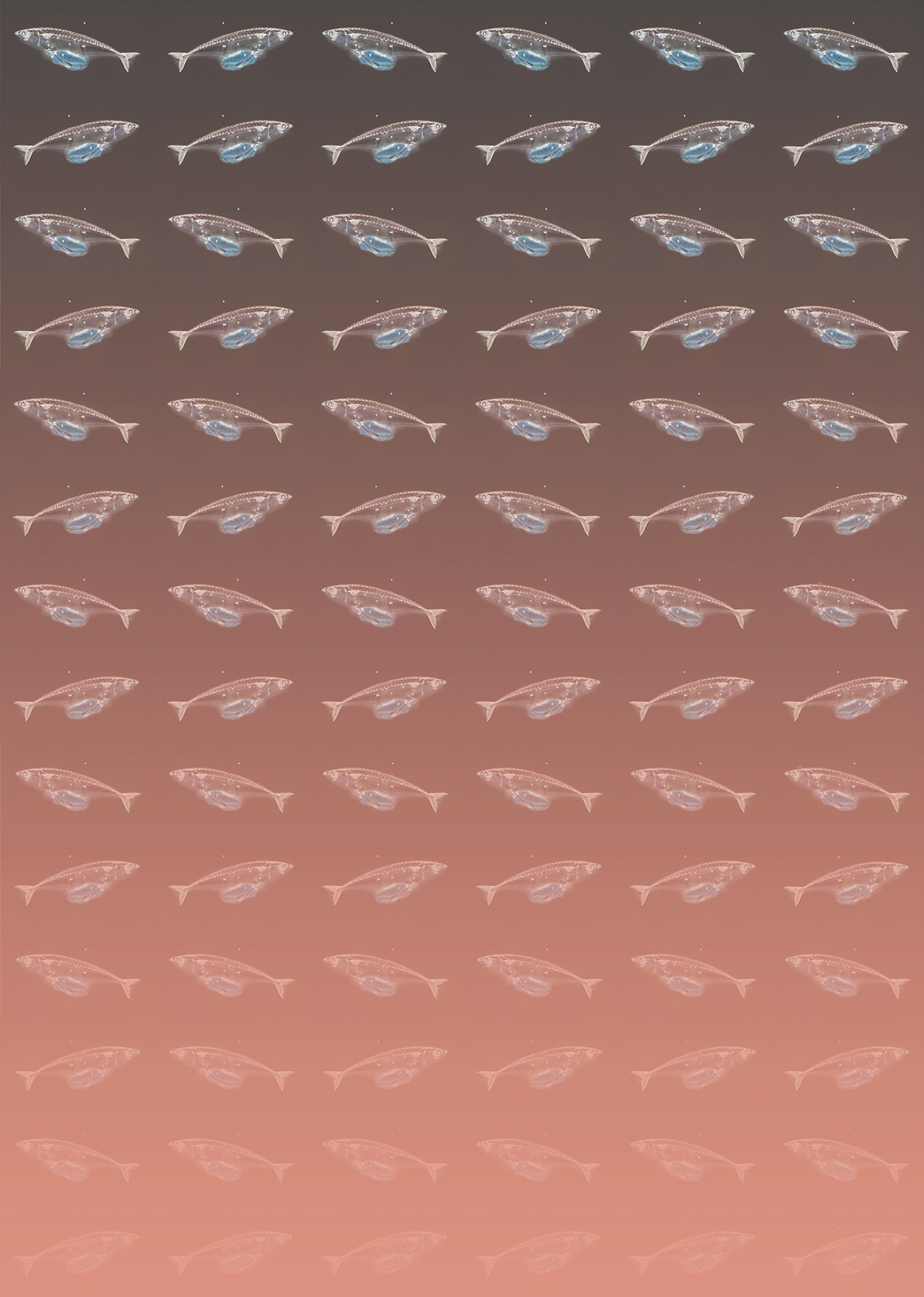 Three-fish.jpg