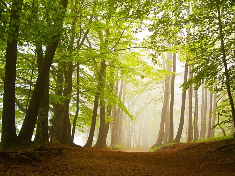 trees.jpg