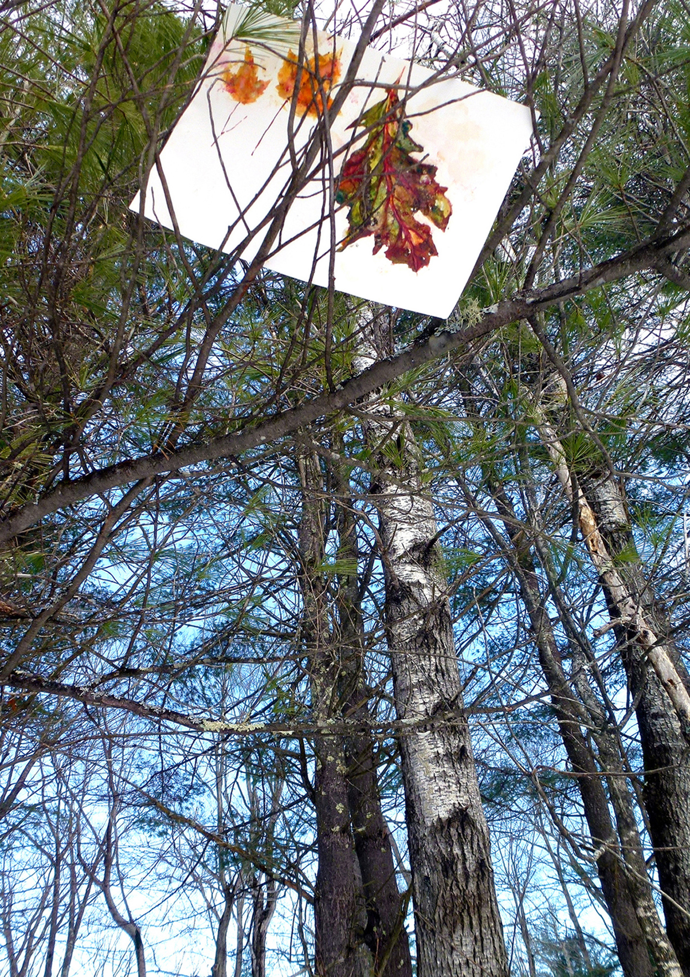 Diane_Fiedler_LeafPaintTrees_sm.jpg