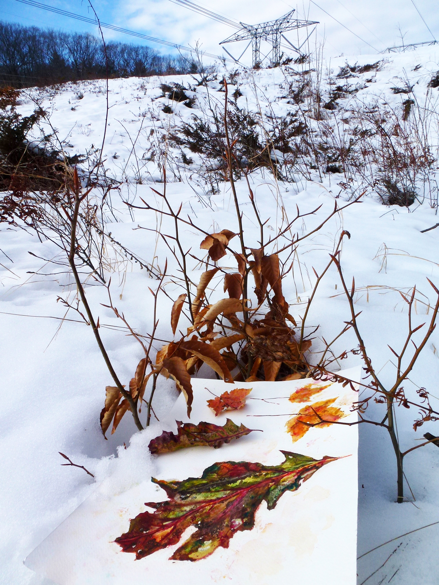 DFiedler_Powerline_Leaves_sm.jpg