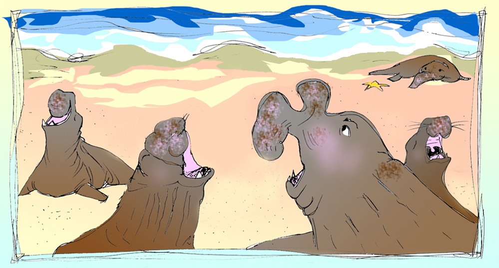 DFiedler_Elephant Seal Roars copy.jpg