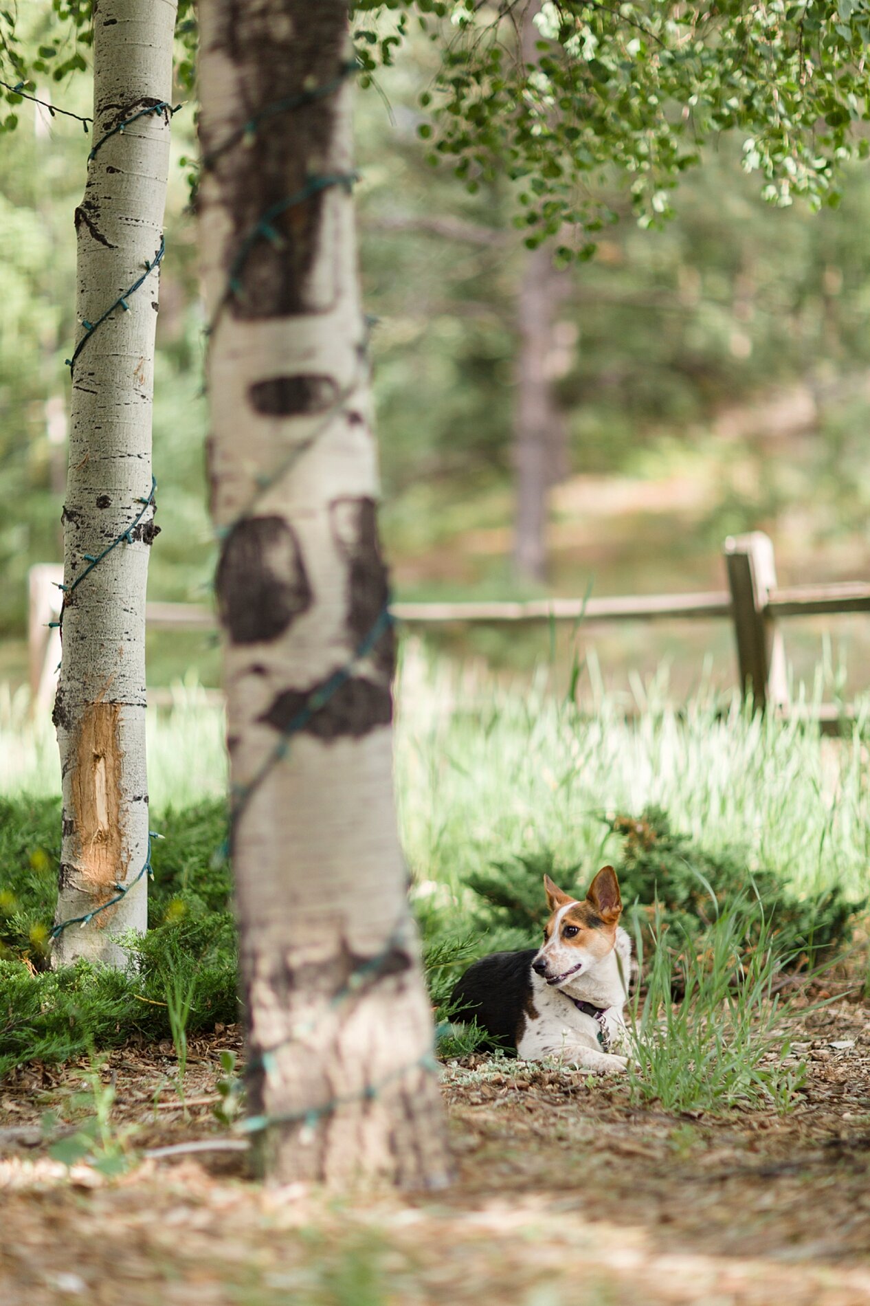 Kristen Vance Photography - Evergreen Red Barn