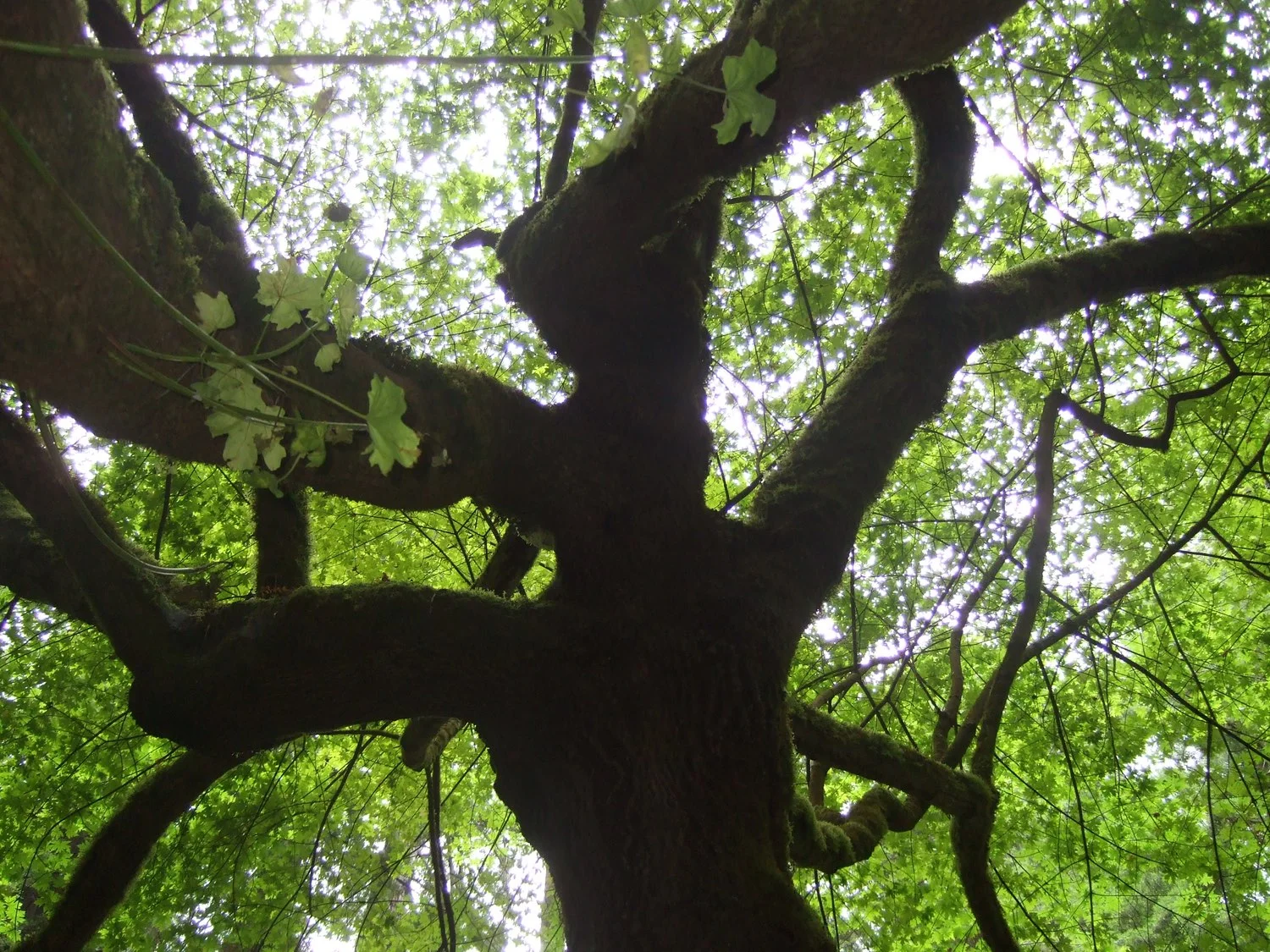 development tree.jpeg