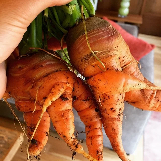 Embracing "Cosmetically Challenged" Fruits + Veggies