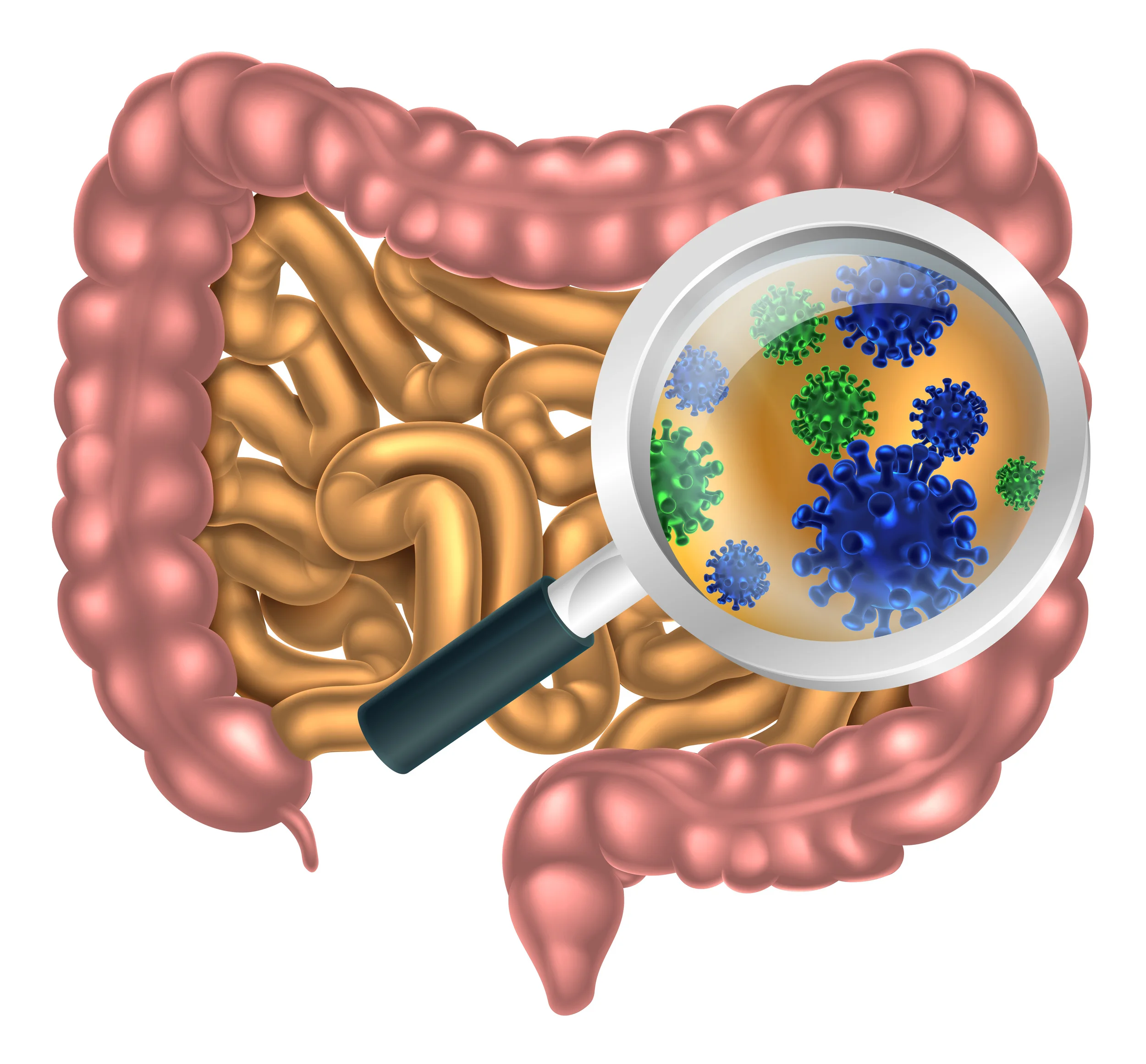 Is your gut the answer to help fight cancer?