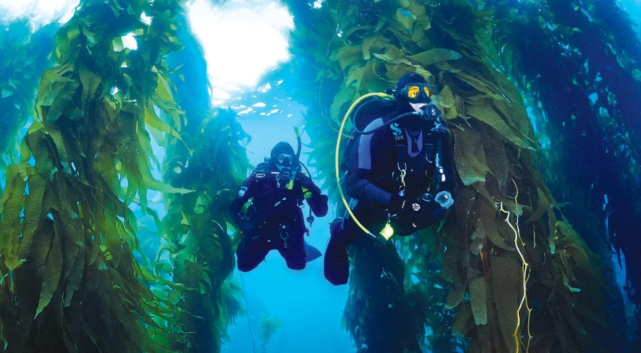 Kelp-diving-3.jpg