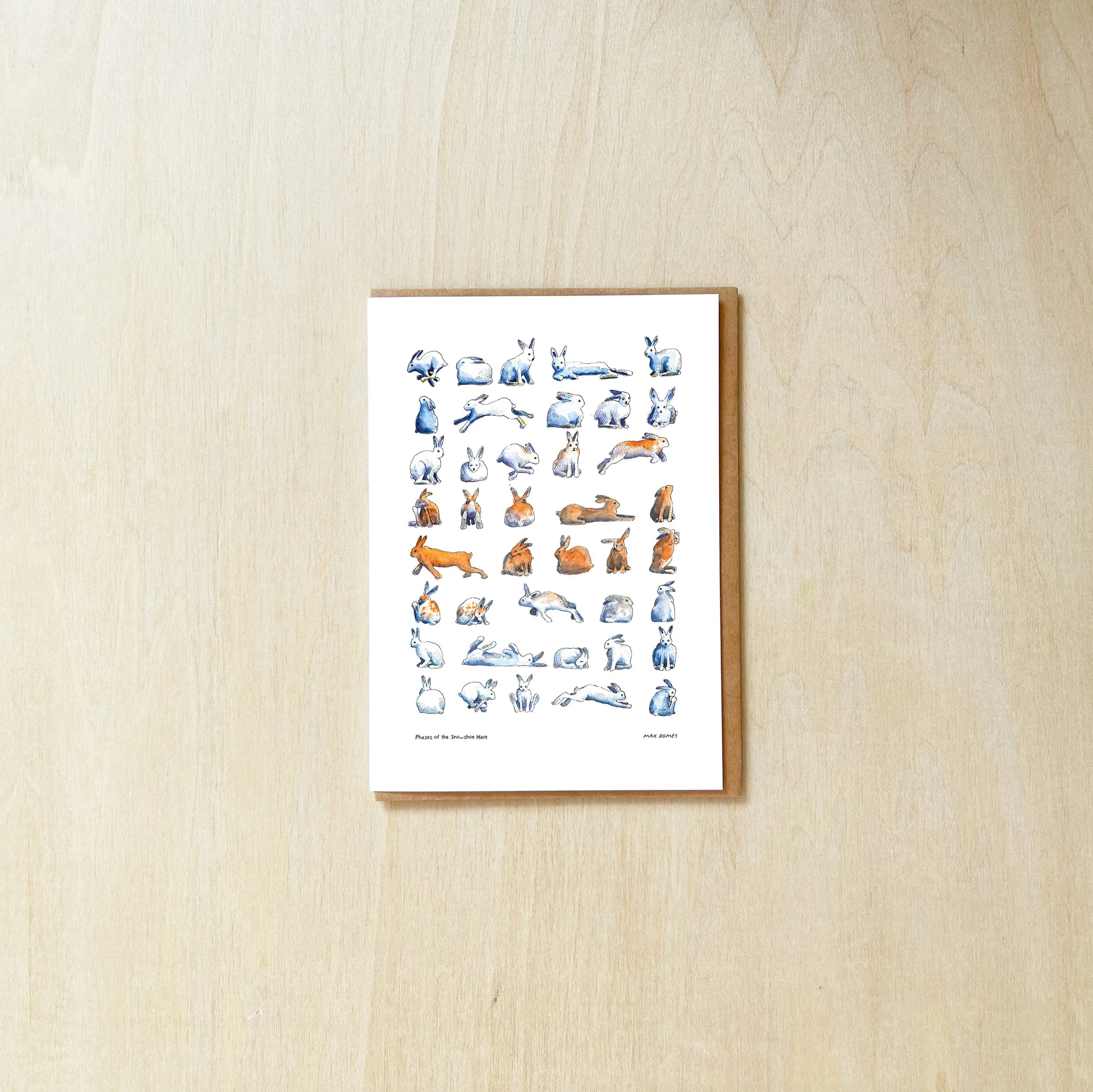Phases Snow Shoe Hare.jpg