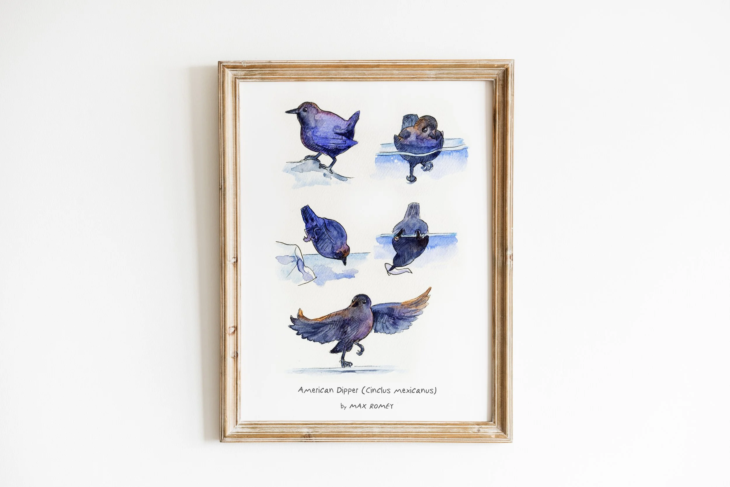 20260107 Dippers.jpg