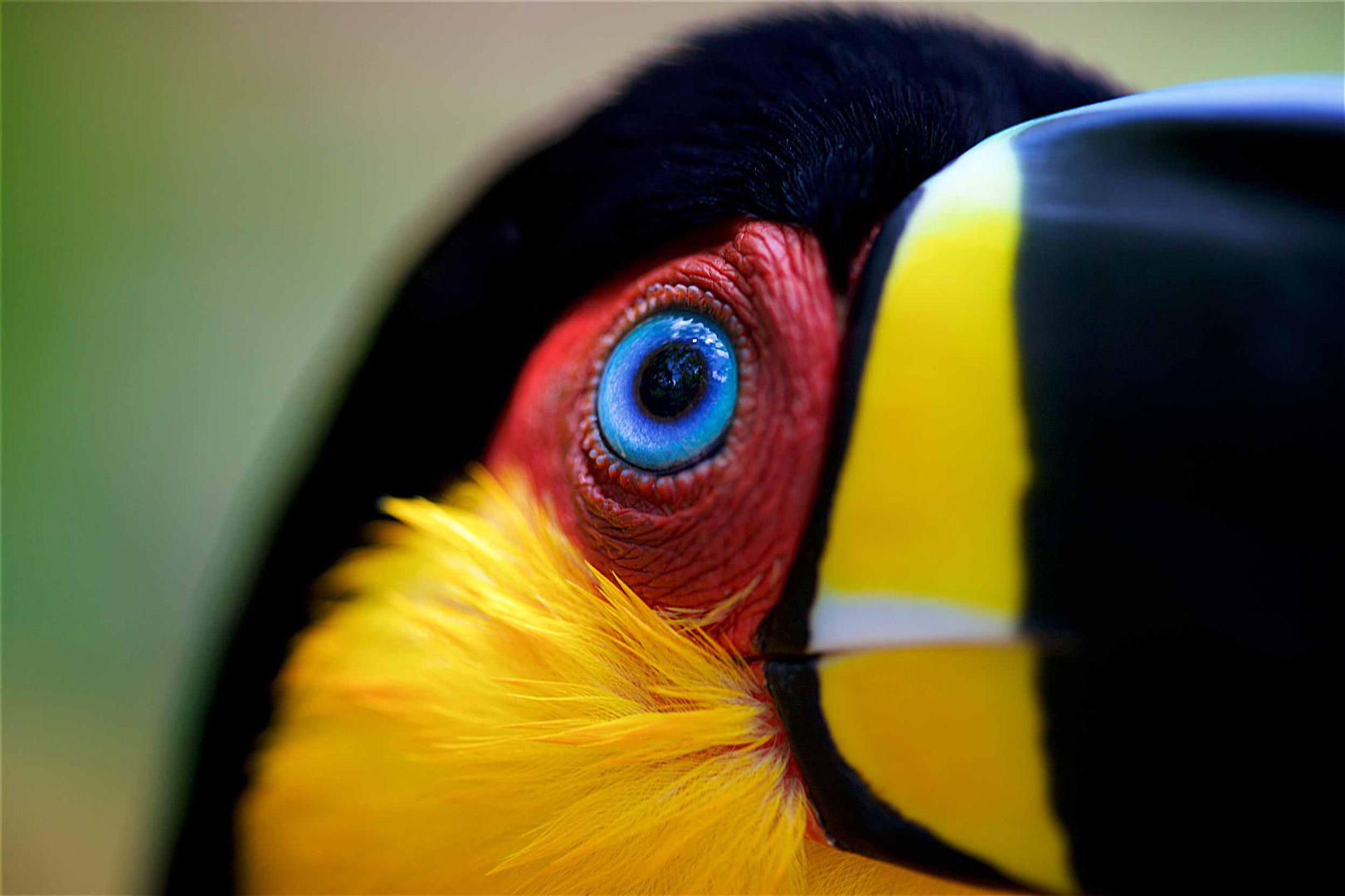  WILDLIFE TRAVEL PHOTOGRAPHY Channel-billed ariel Toucan, brazil 