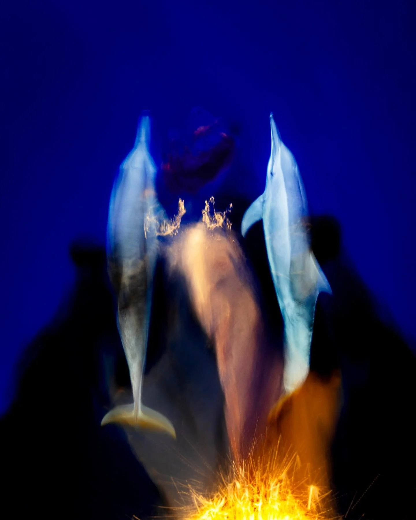 Dawn Patrol
Two dolphins ride the power wake at the bow of the Indies Trader3. The early light reflects off the silver hull of the bow in warm glow creating an abstraction of colour dancing across the surface of the glassy ocean. 
The dolphins weave 