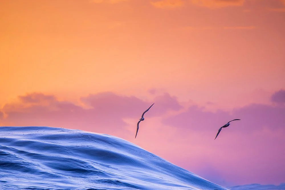 Sunset Gliders birds fly low to the ocean in glorious pastel colours of nature - Wave Photography Print, Tahiti, French Polynesia.
