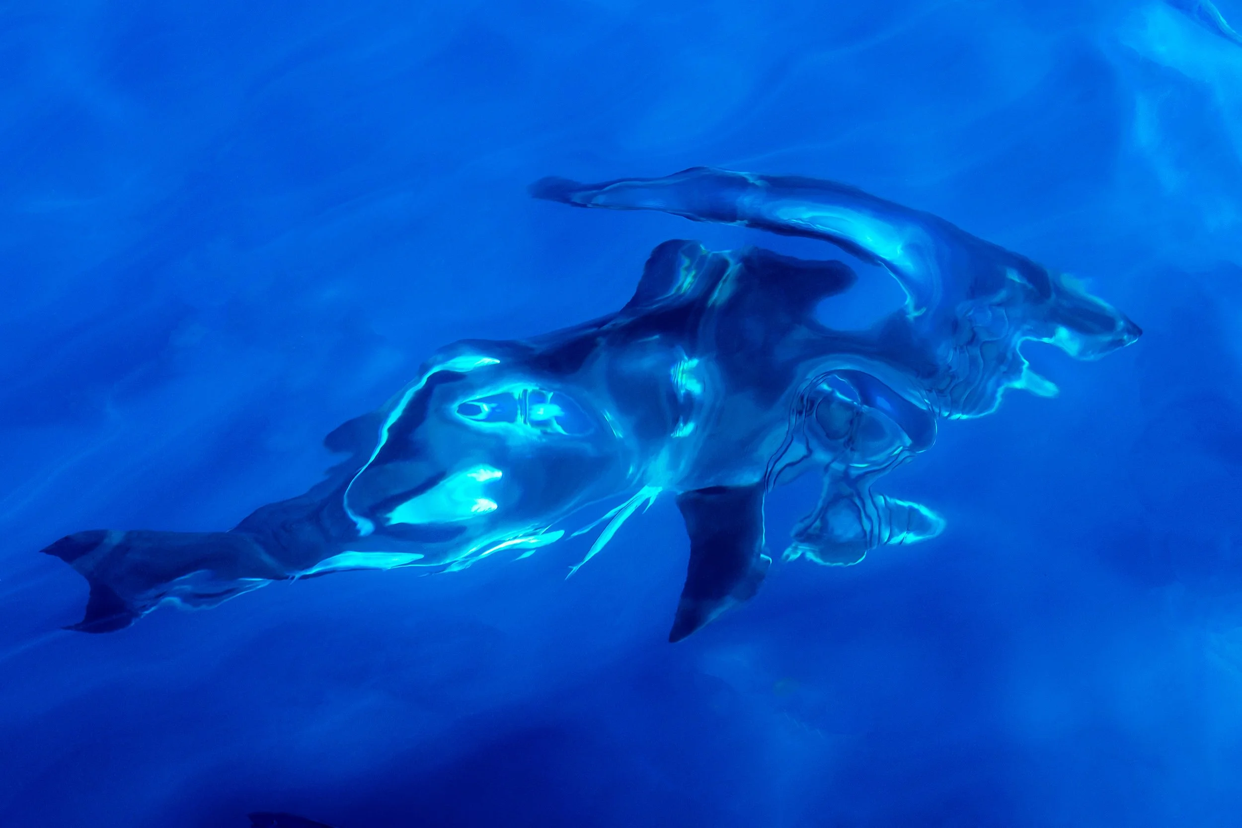An abstract photograph of a Great White Shark surrounded by smooth blue ocean, captured by Ted Grambeau.