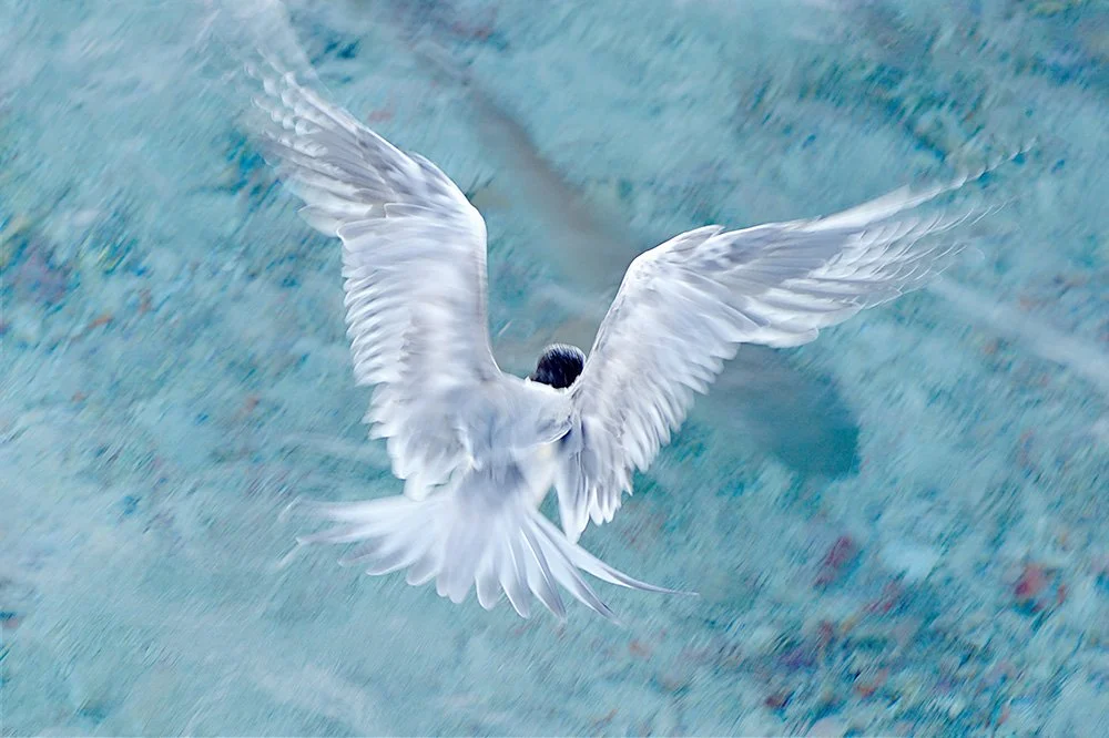 GRACEFUL BALANCE #40