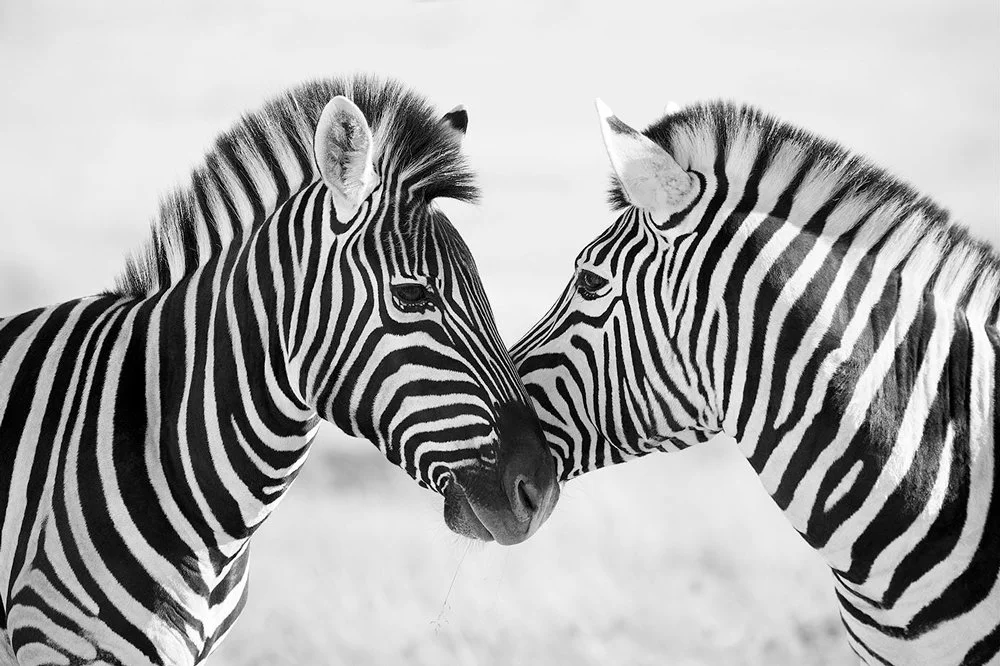 'ZEBRA CROSSING' TRAVEL #50