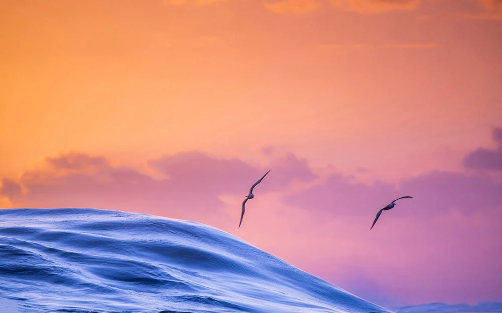 'SUNSET GLIDERS' WAVE #98