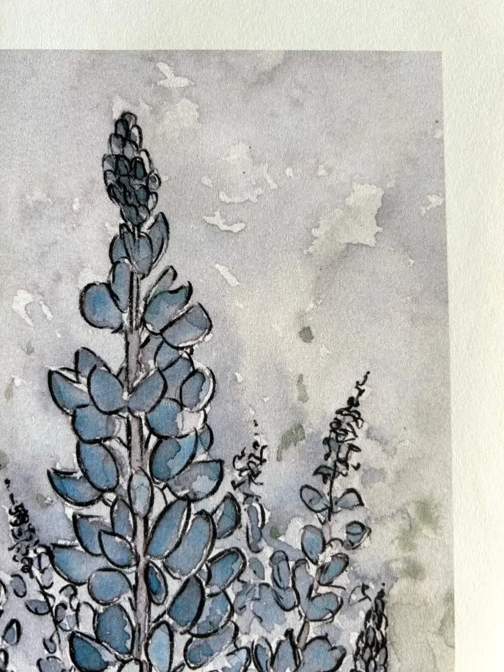 Purple-lupine-iceland-watercolour-print.webp