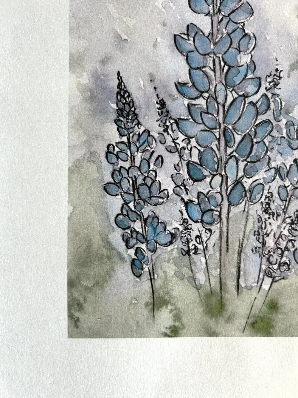 Purple-lupine-iceland-watercolour.webp