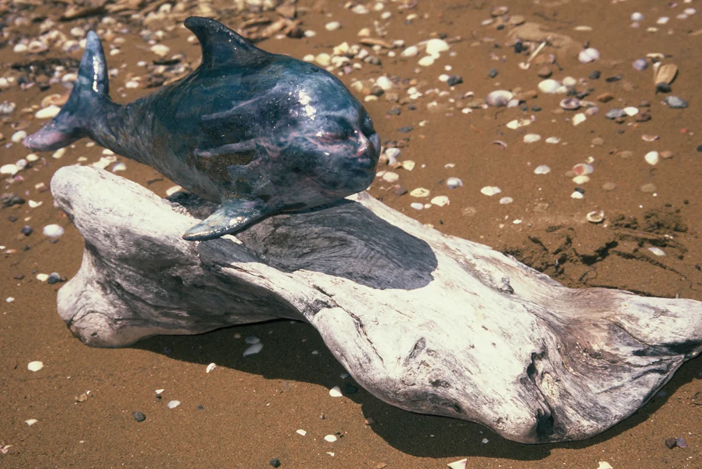 Selkie