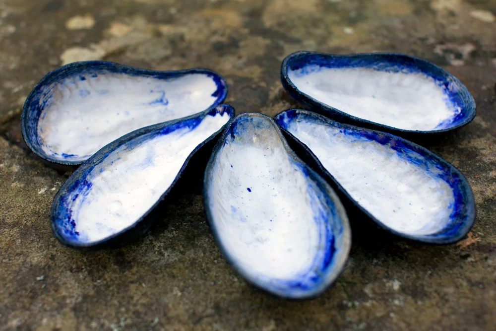 Mussel Dishes