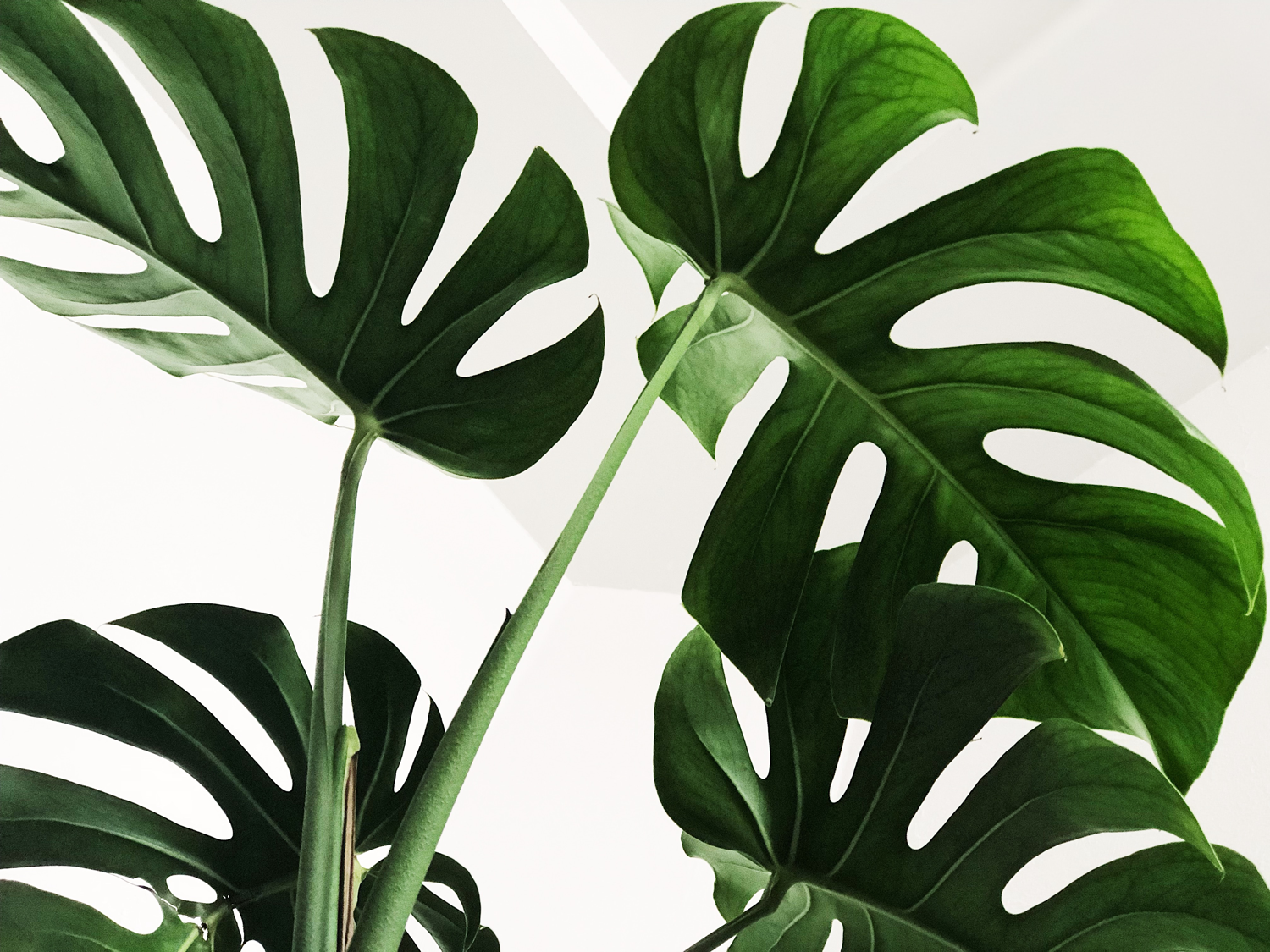 monstera-leaf-background.png