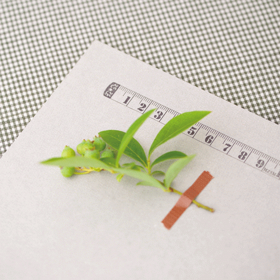 Ruler Stamp 2.gif