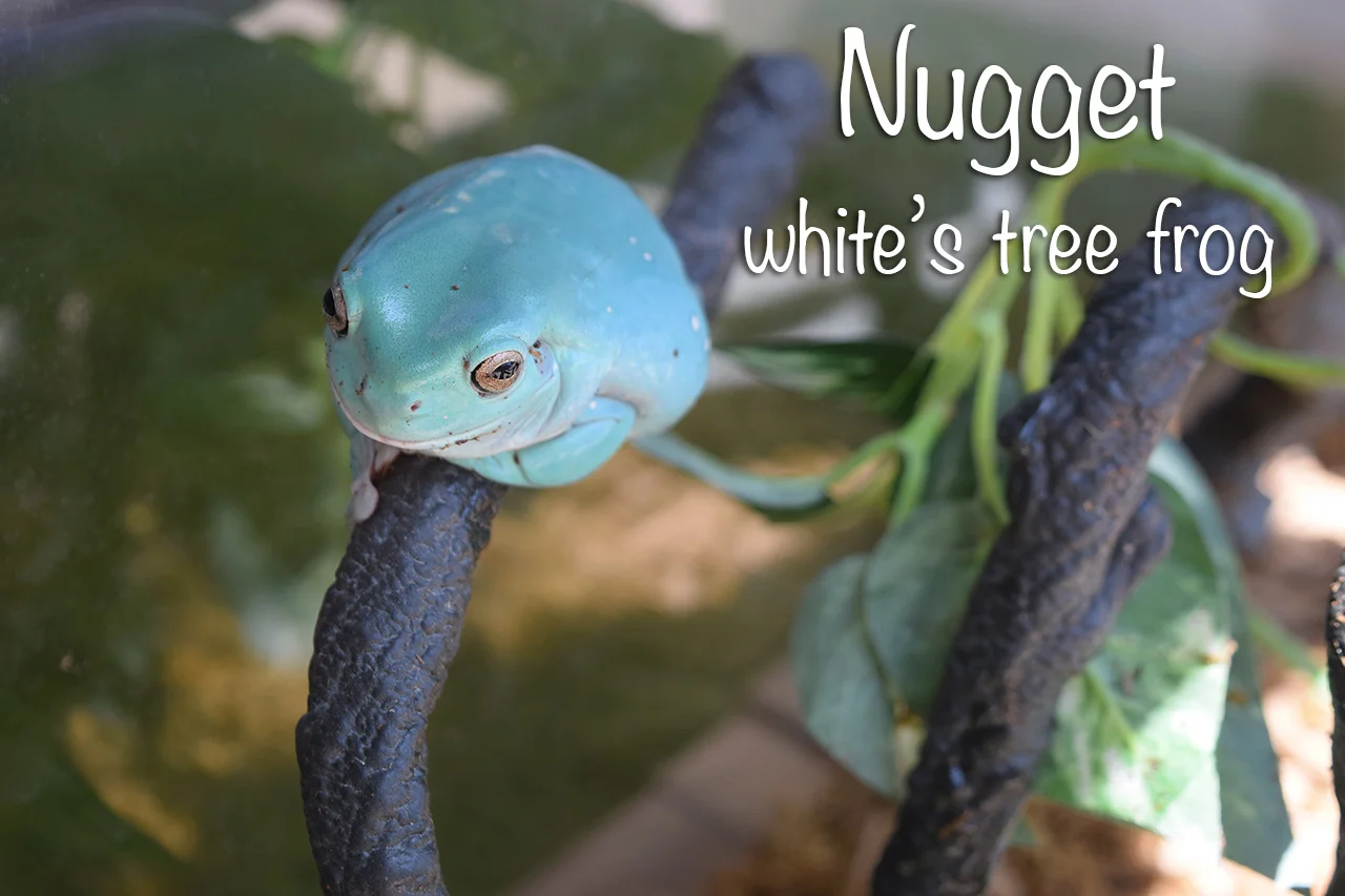 Nugget2.jpg