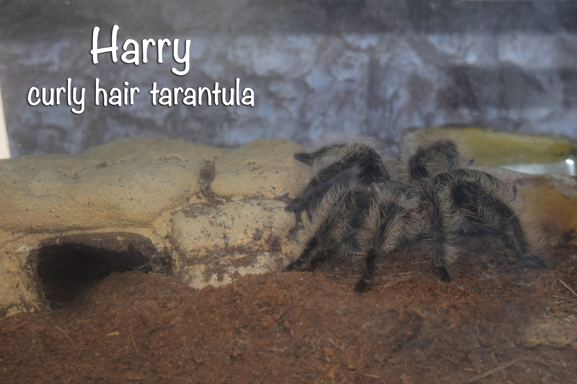 harry2.jpg