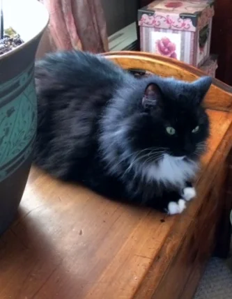Pi...she's a fluffy girl...