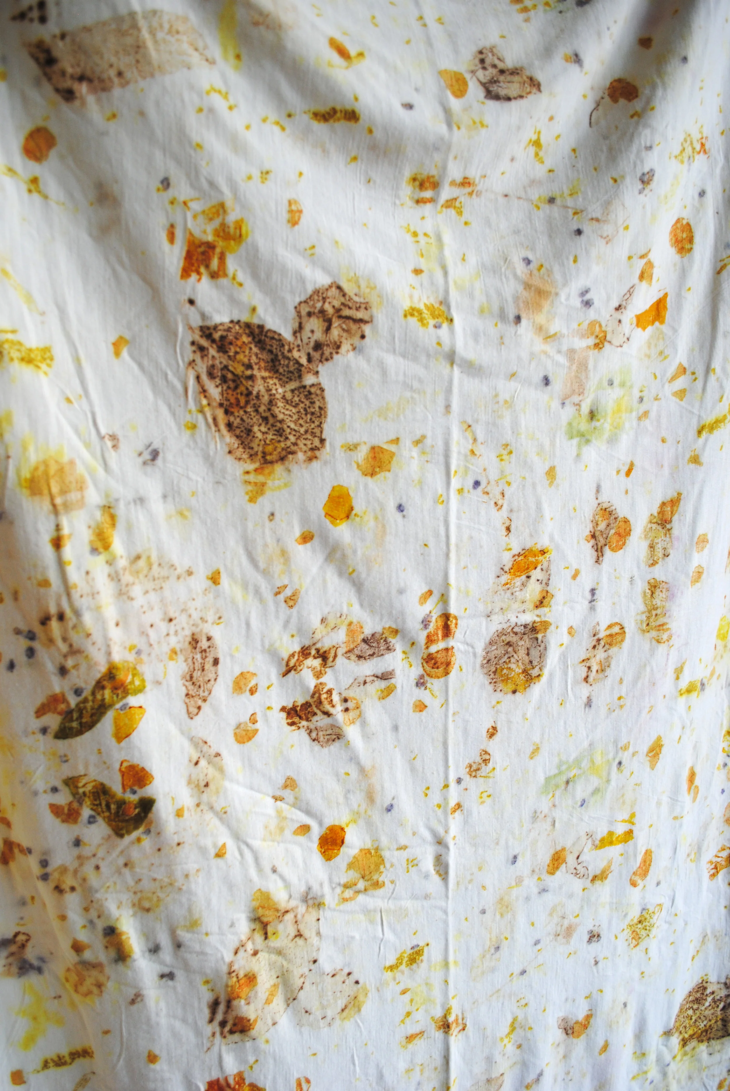 from the meadow merino02.jpg