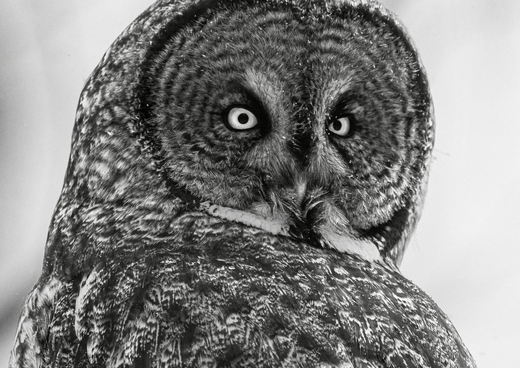 PR_GREAT GREY OWL.jpg