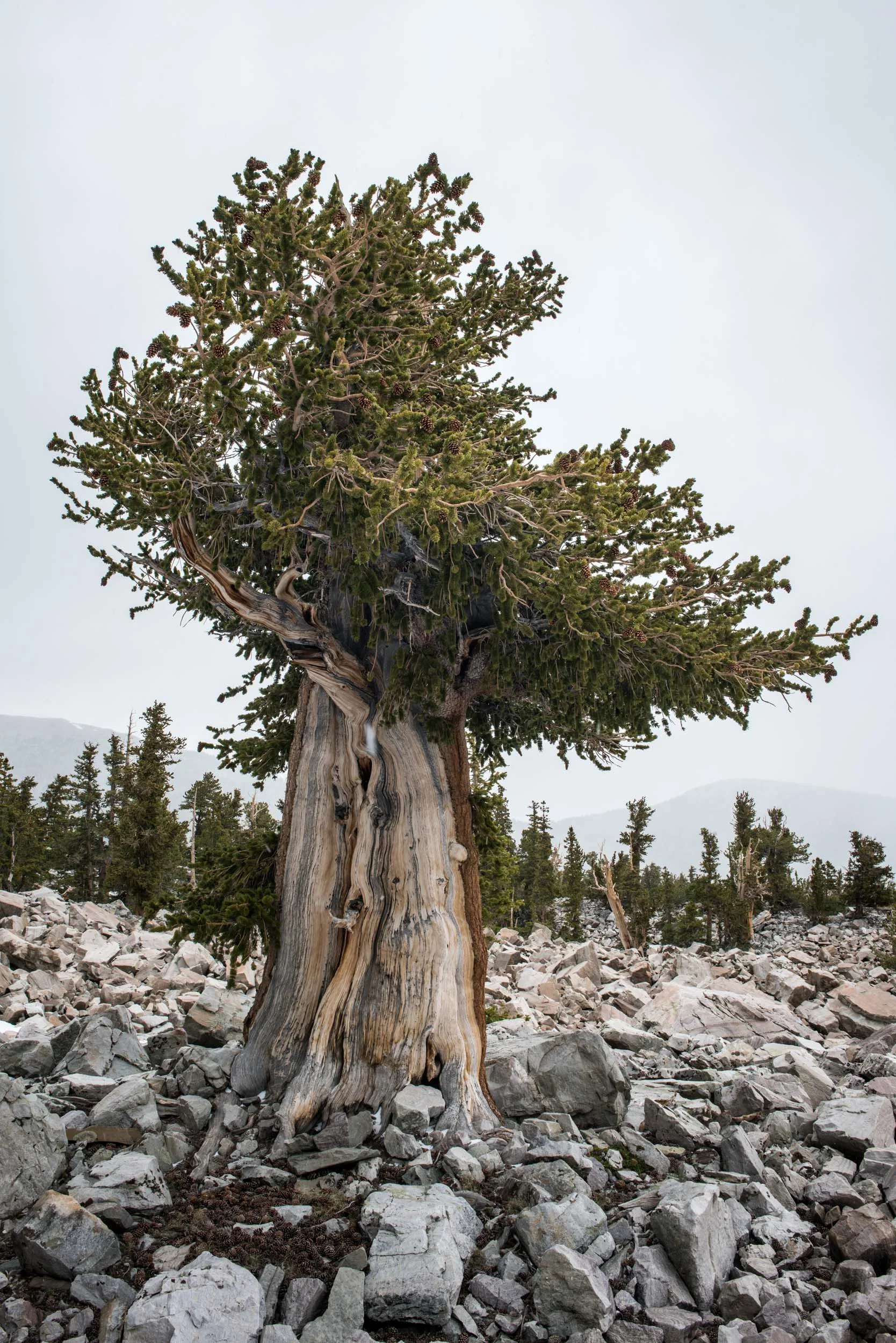 A 2,000 year old Bristlecone pine tree growing at 11,000' in the glacier moraine near Wheeler Peak. Great Basin National Park, Nevada.