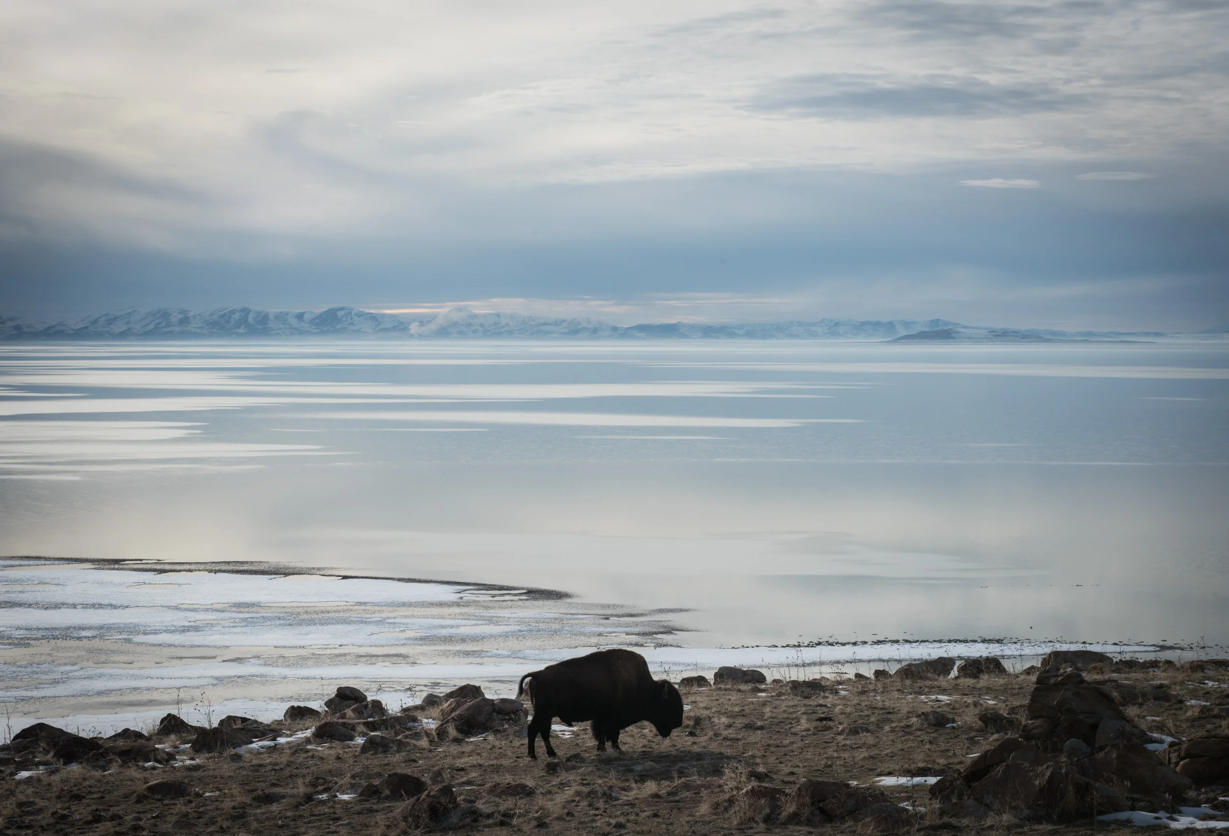 A bison grazing at Antelope Island State Park at the Great Salt Lake, Utah.