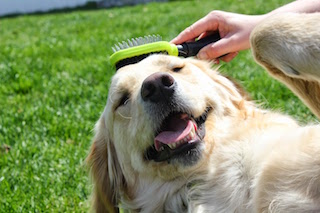 What's The Best Brush For Your Dog 