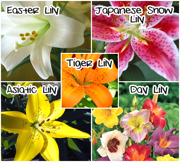 asiatic lily safe for dogs