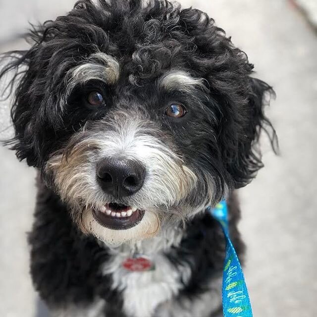 Making her debut... it&rsquo;s Maile! 😍🐶 Welcome to the #tailsontrailsllcfamily! It&rsquo;s pawesome you&rsquo;re already making friends too. 🐾 😉 Shout out to @bucatini_ 
_
Photographs by Jen
.
.
.
.
.
.
.
#maileofjc #doodle #doodlesofinstagram #