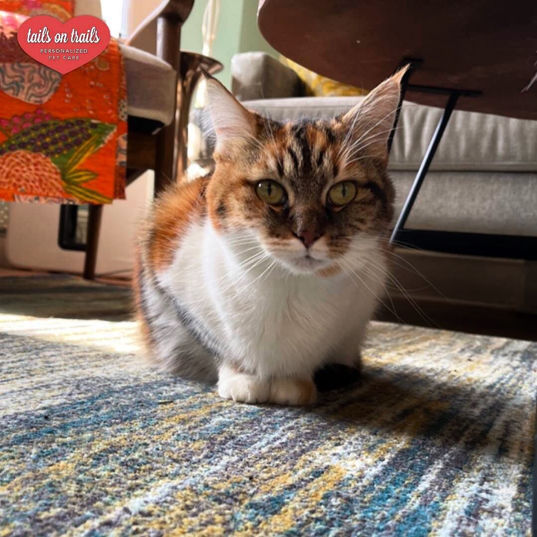 Not only do we have a dog named Clover, we also have a cat! Aren&rsquo;t we lucky 🍀 

😸: Clover
﻿📸: Jen
﻿
﻿
﻿Book your cat visit today! We offer 30 minute to 1 hour visits for our furry friends. We also offer boarding.
﻿⁣⁣
﻿Whether you're in a goi