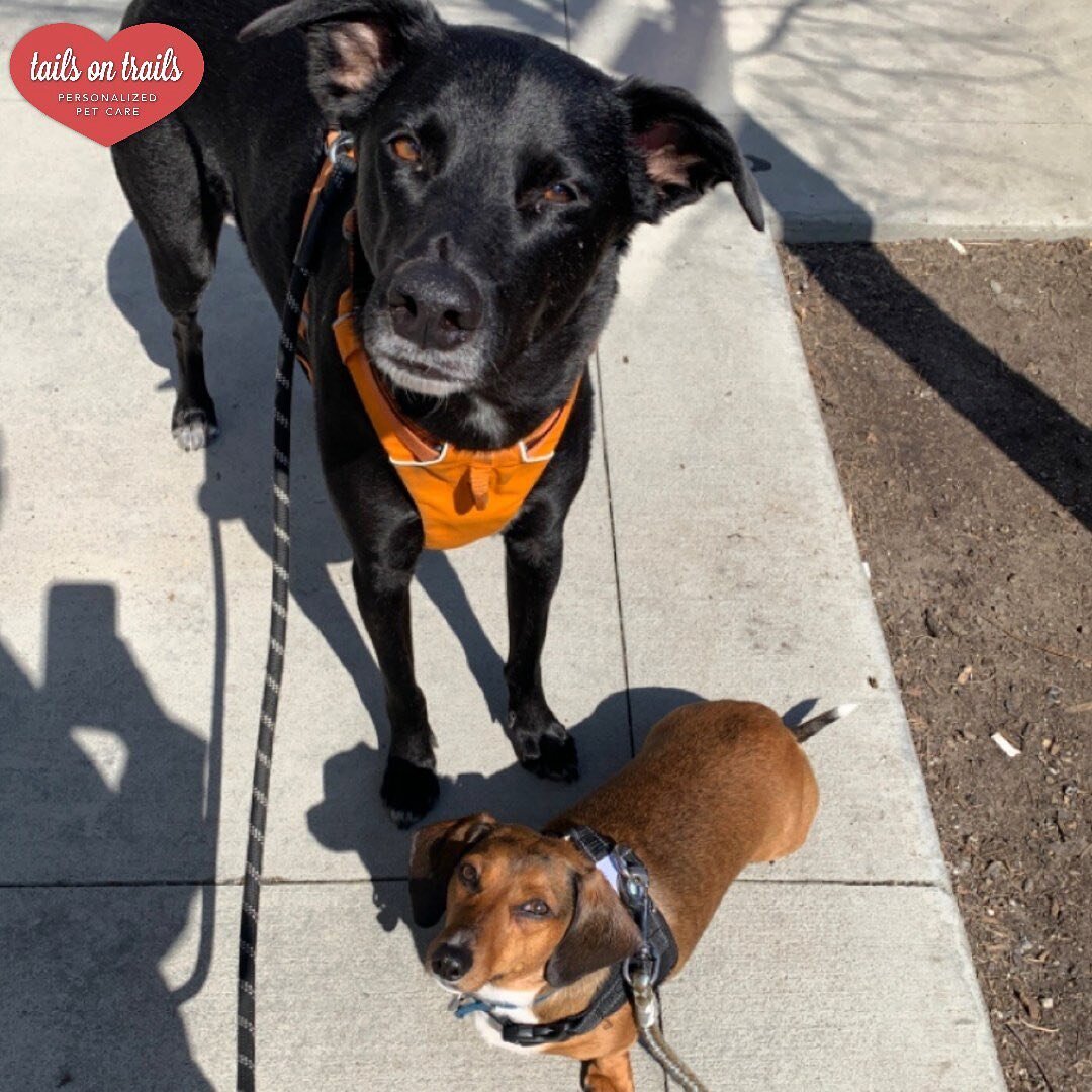 The most unlikely friendships form here at Tails on Trails, from large to small! 💖

🐶:Mr.Nubbins &amp; Duncan
﻿📸:Marlo
﻿
﻿
﻿Regularly scheduled walks will keep your pup(s) active and balanced, helping to create calm and promote healthy habits for 