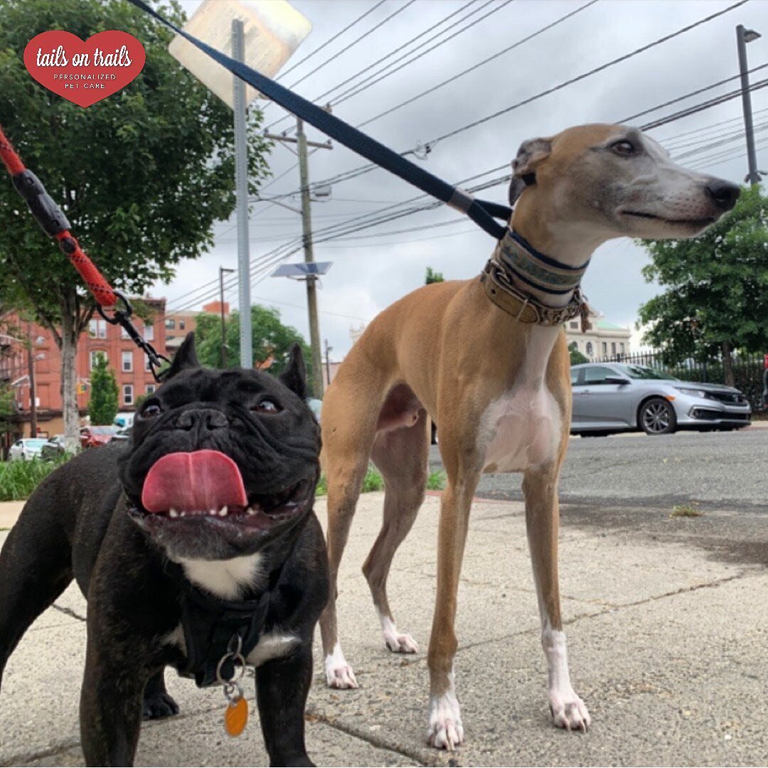 #tongueouttuesday with a throwback!

🐶: Augie &amp; Nitrous 

﻿📸:Andy
﻿
﻿
﻿Regularly scheduled walks will keep your pup(s) active and balanced, helping to create calm and promote healthy habits for your four-legged friend(s)!⁣⁣
﻿⁣⁣
﻿Whether you're 