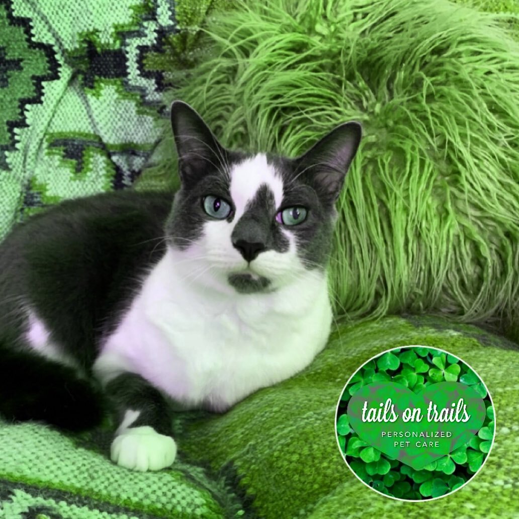Feeling green today! We love Bronte&rsquo;s eyes 🍀Happy St Patrick&rsquo;s Day everyone!

😸: Bronte
﻿📸: Andy
﻿
﻿Book your cat visit today! We offer 30 minute to 1 hour visits for our furry friends. We also offer boarding.
﻿⁣⁣
﻿Whether you're in a 