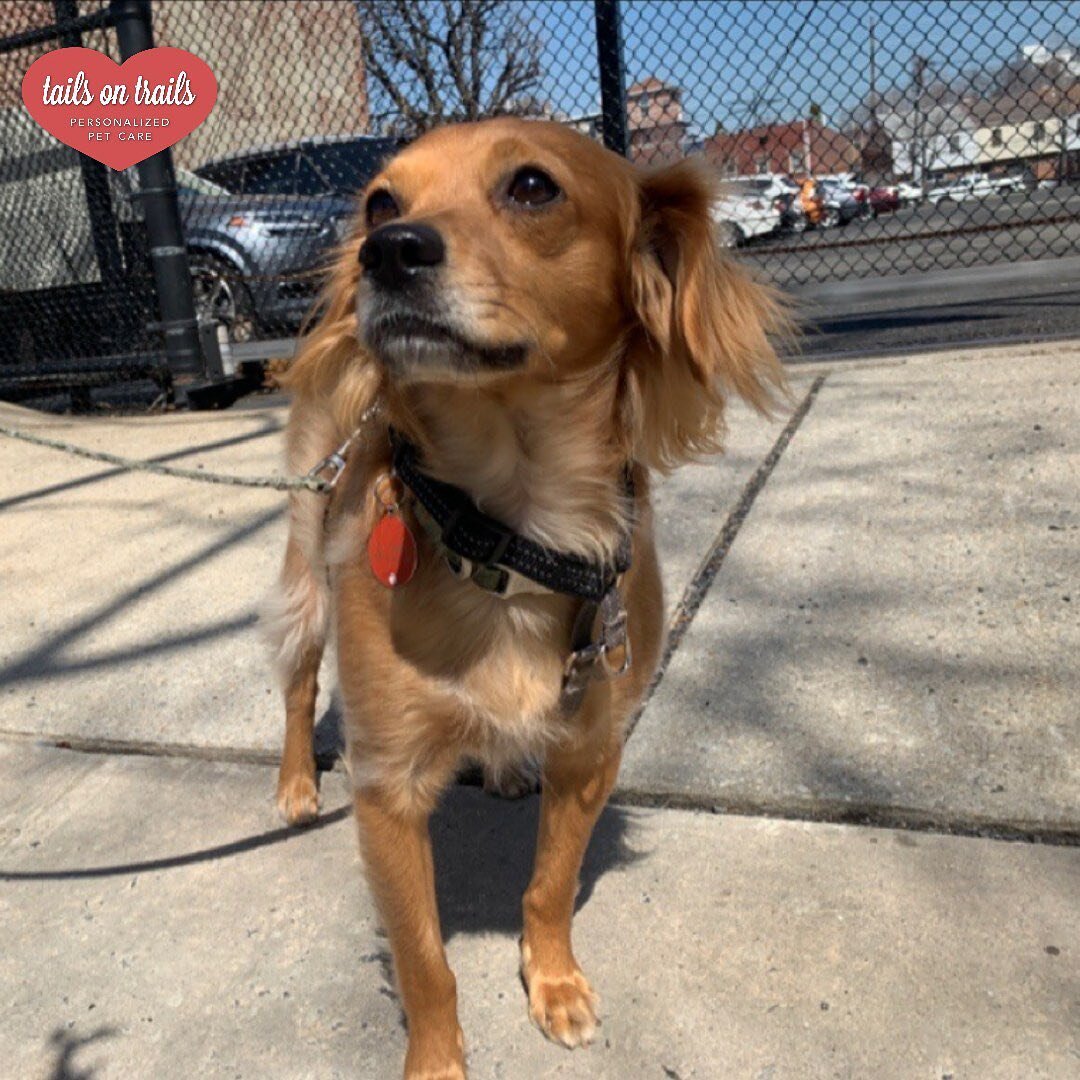 Please give a warm welcome to our new buddy! We&rsquo;re gonna be cooking 🧑&zwj;🍳 with Lil Chef 

🐶: Lil Chef 
﻿📸:Marli
﻿
﻿
﻿Regularly scheduled walks will keep your pup(s) active and balanced, helping to create calm and promote healthy habits fo