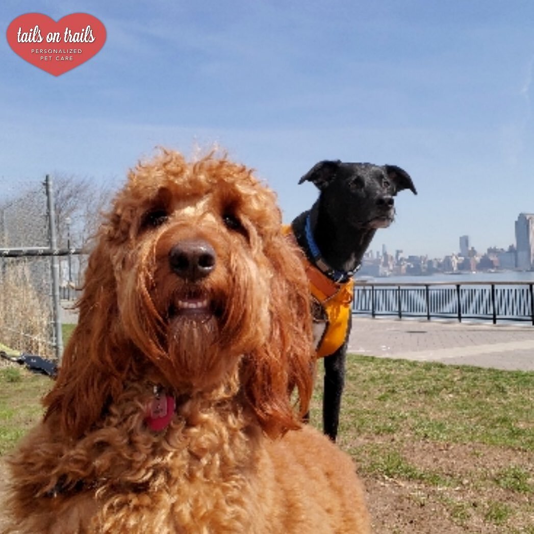 Quick, let&rsquo;s take a selfie! 📸 

🐶:Samosa &amp; Mr.Nubbins
﻿📸:Amanda
﻿
﻿
﻿Regularly scheduled walks will keep your pup(s) active and balanced, helping to create calm and promote healthy habits for your four-legged friend(s)!⁣⁣
﻿⁣⁣
﻿Whether yo