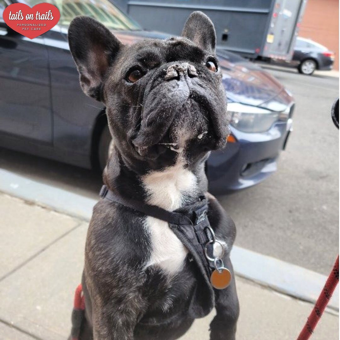 You got any snacks? ☺️🐾

🐶: Augie 
﻿📸:Amanda
﻿
﻿
﻿Regularly scheduled walks will keep your pup(s) active and balanced, helping to create calm and promote healthy habits for your four-legged friend(s)!⁣⁣
﻿⁣⁣
﻿Whether you're in a new routine or just