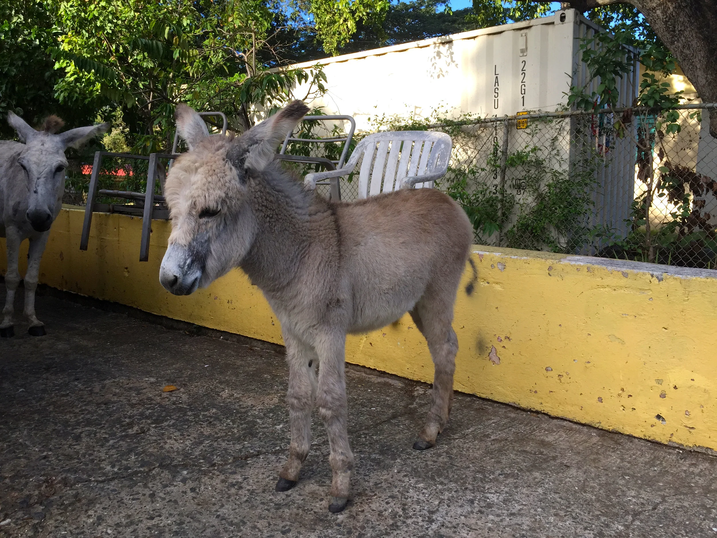DonkeyBaby.jpg