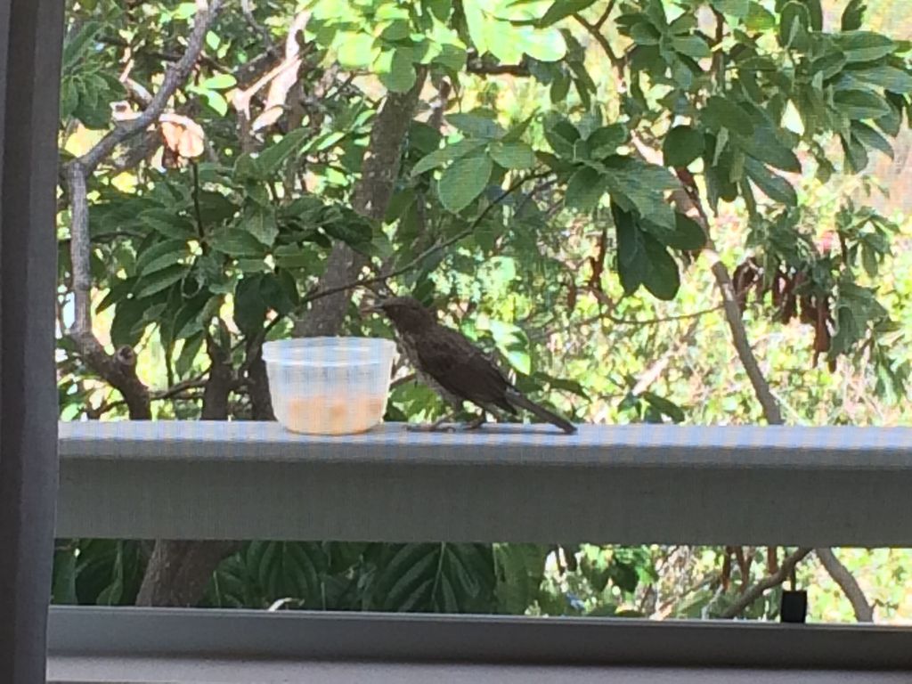 ResidentHavingBreakfastNearTheKitchenWindow.jpg