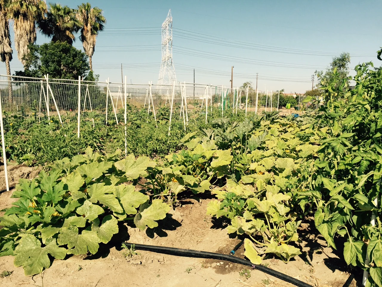 GrowGood's in-ground growing area in June 2015. Jayne Torres and Corinne McAndrews spent a year rehabilitating the soil in order to support in-ground planting. 