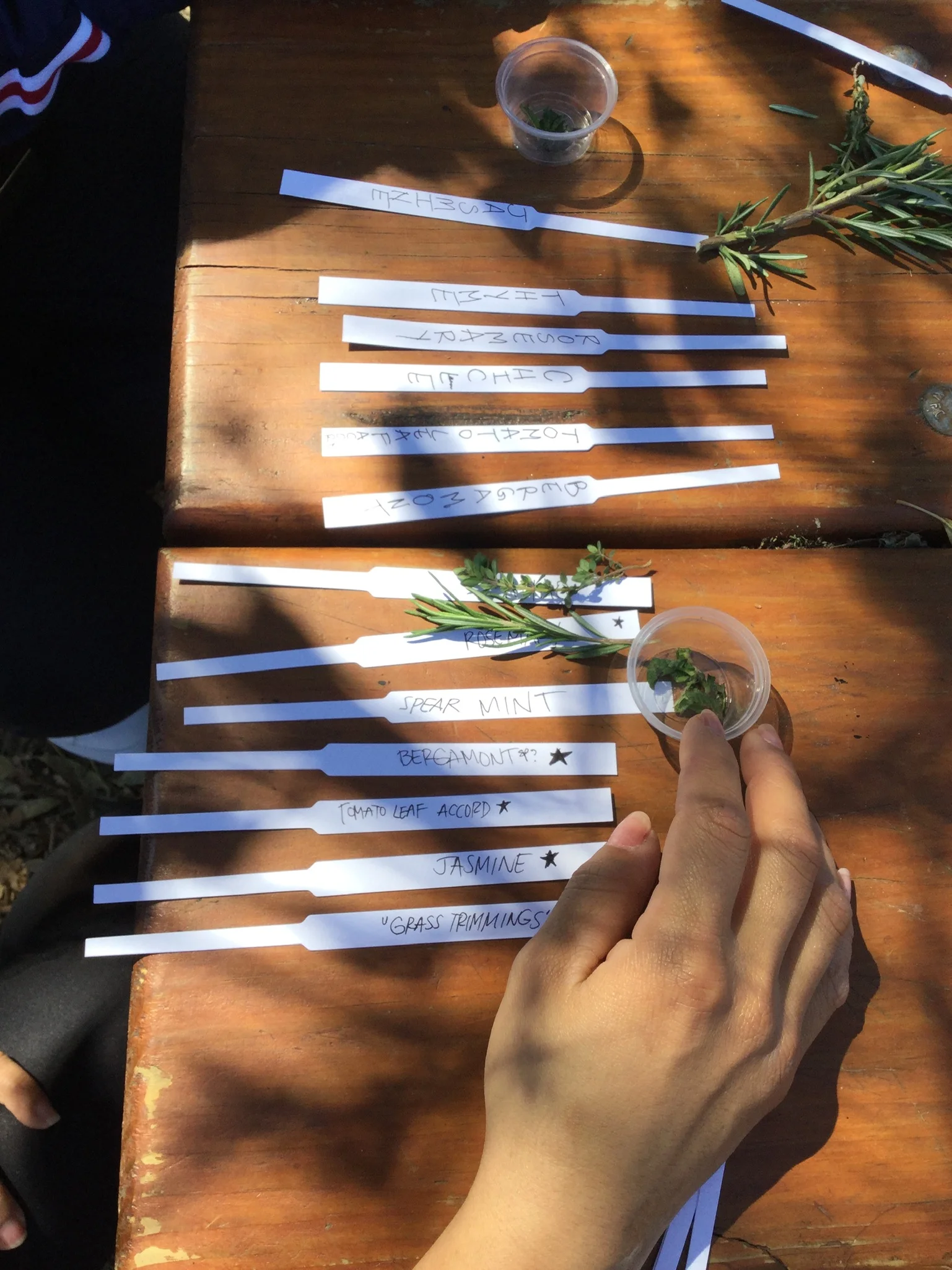 Introduction to Making Perfume with the Institute of Art and Olfaction