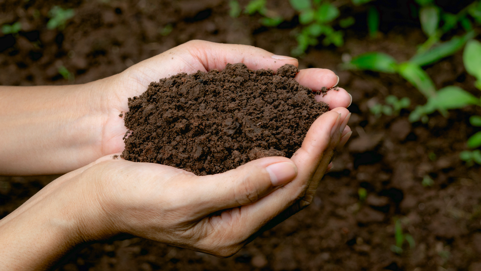 Почва. Плодородие почвы. Почвенная растительность. Чернозем. Плодородие почвы калужской области